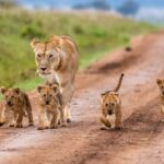 A Technicolor Dream: My 10-Day Kenyan Safari Adventure