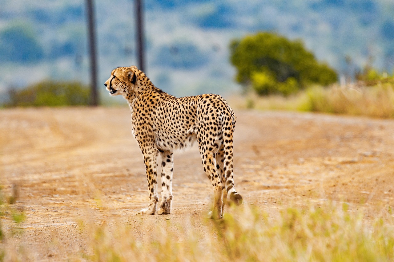 cheetah, animal, safari