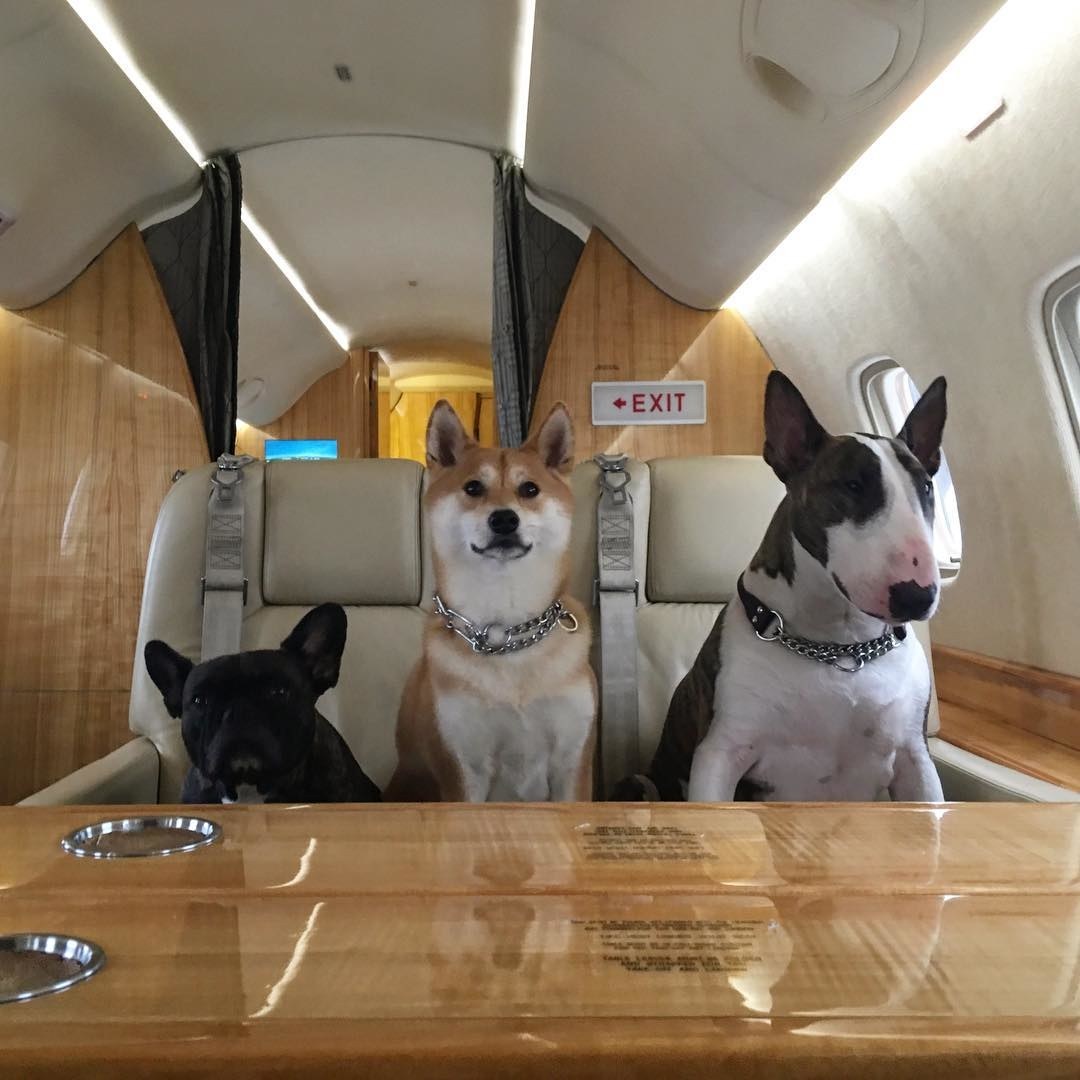 Jet-Setting with a Peace of Mind: How to Care for Pets During Long Travels