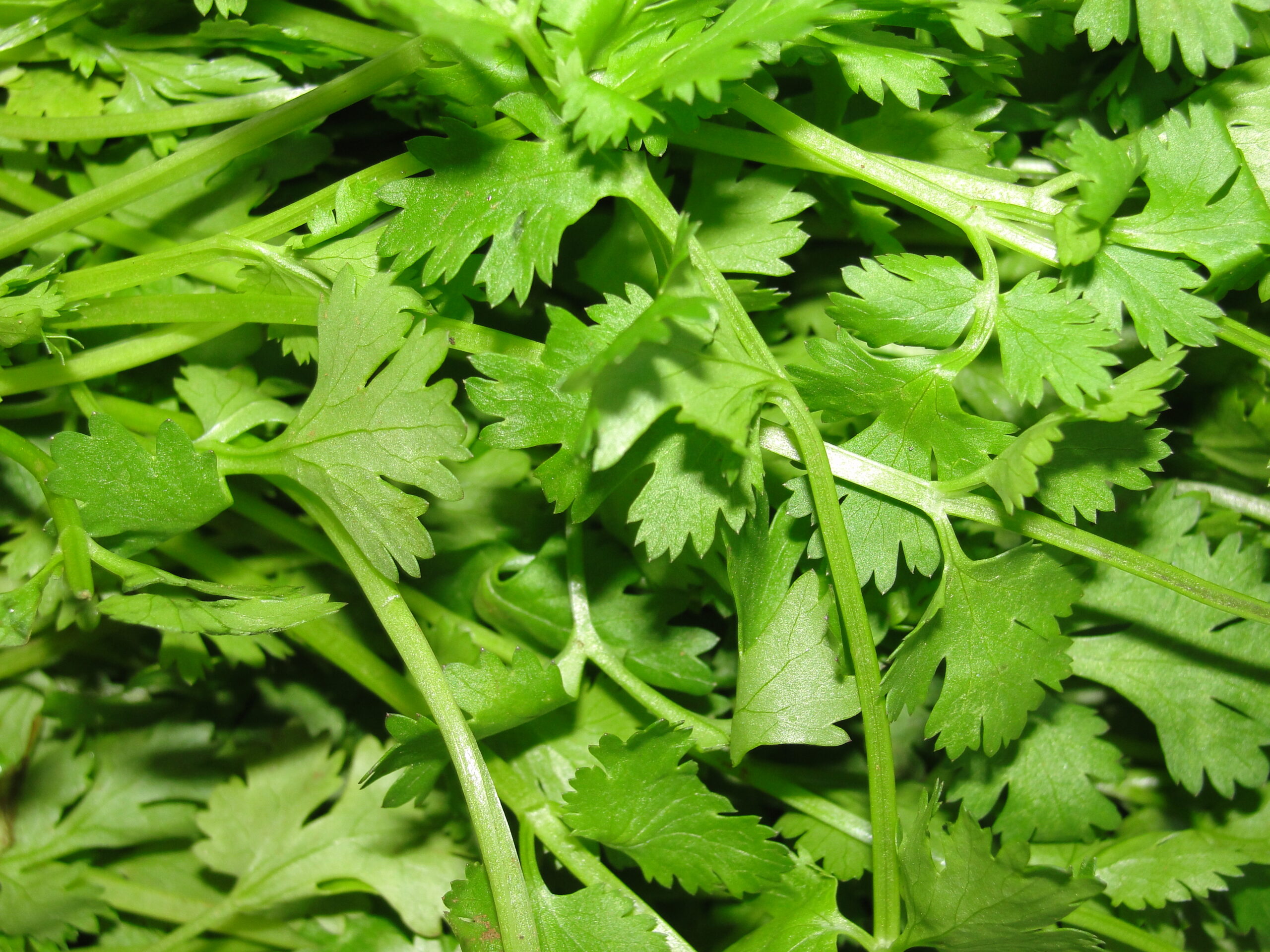 Coriander Conundrum: Unraveling the Mystery of Cilantro’s Polarizing Palate