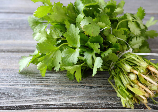 Coriander Conundrum: Unraveling the Mystery of Cilantro’s Polarizing Palate