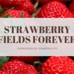 Strawberry Fields Forever: Cultivating the Sweetest Everbearing Varieties