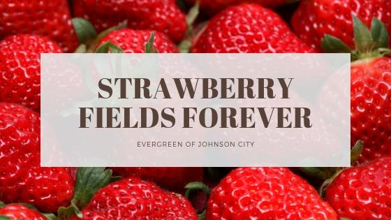 Strawberry Fields Forever: Cultivating the Sweetest Everbearing Varieties