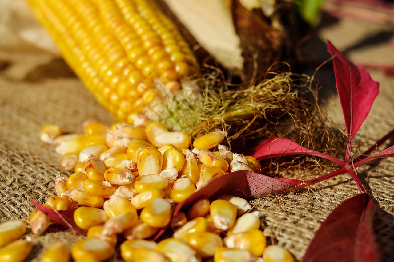 corn, corn kernels, yellow