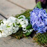 Garden Bouquets: The Secret to Long-Lasting, Fragrant Floral Displays