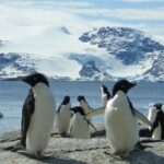 How to Visit Antarctica Without Breaking the Bank