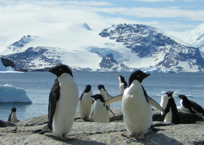 How to Visit Antarctica Without Breaking the Bank