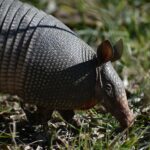 The Armored Marvel: Exploring the Resilient World of Armadillos