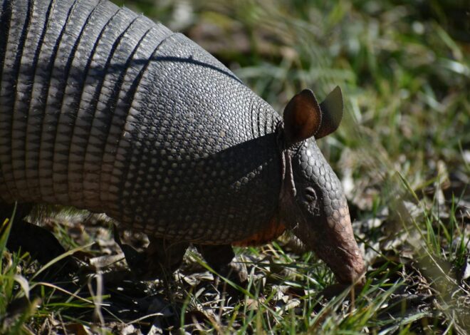 The Armored Marvel: Exploring the Resilient World of Armadillos