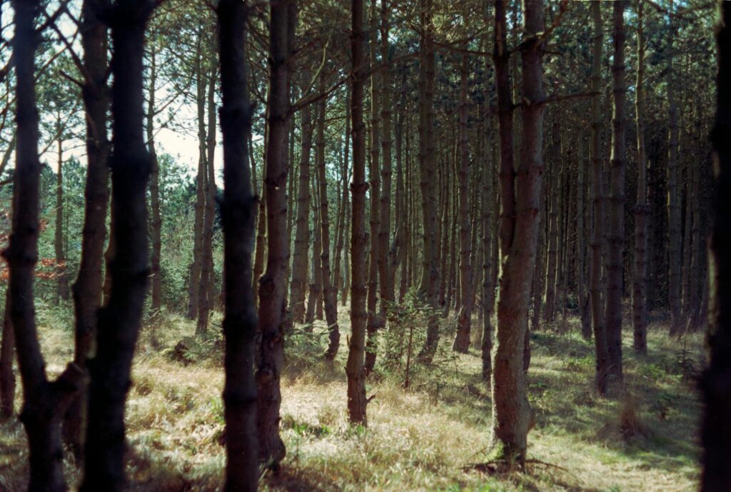 Trees Growing in the Forest