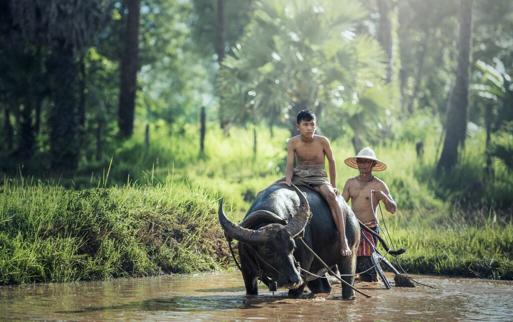 water buffalo, riding, farm