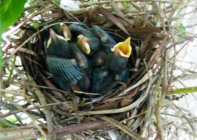 The Grim Reality of Mother Birds: Understanding the Heartless Pecking of Their Young