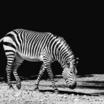 The Heart-Wrenching Tale of a Lost Zebra on the Serengeti