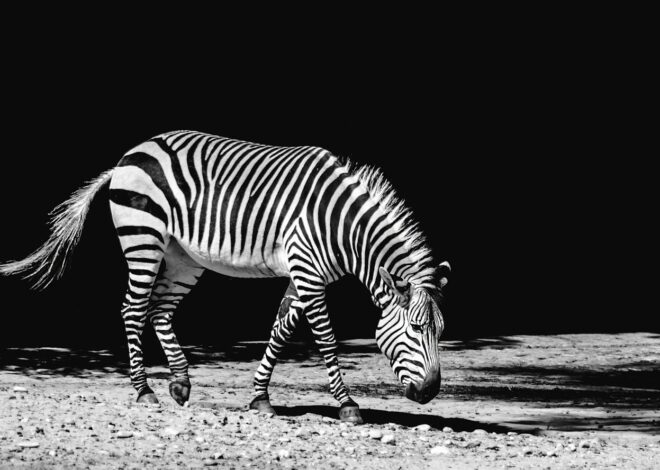 The Heart-Wrenching Tale of a Lost Zebra on the Serengeti