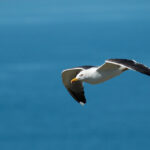 The Surprising Appetite of Black-Backed Gulls: A Deep Dive into Nature’s Omnivores