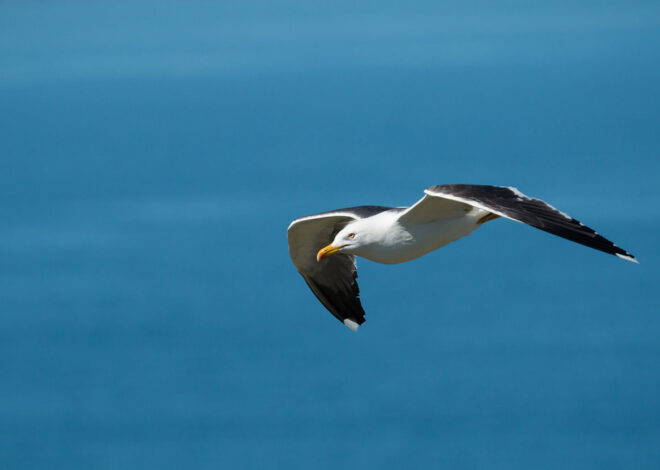 The Surprising Appetite of Black-Backed Gulls: A Deep Dive into Nature’s Omnivores