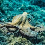 The Curious Case of the Nine-Legged Octopus: A Dive into Nuclear Radiation’s Impact