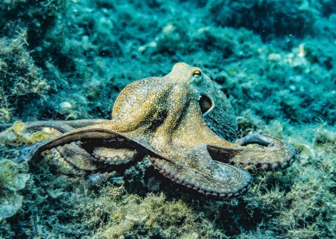 The Curious Case of the Nine-Legged Octopus: A Dive into Nuclear Radiation’s Impact