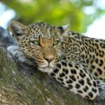 The Relentless Pursuit: A Leopard’s Encounter with a Prickly Porcupine