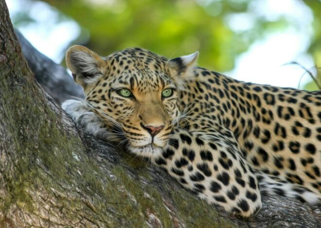 The Relentless Pursuit: A Leopard’s Encounter with a Prickly Porcupine