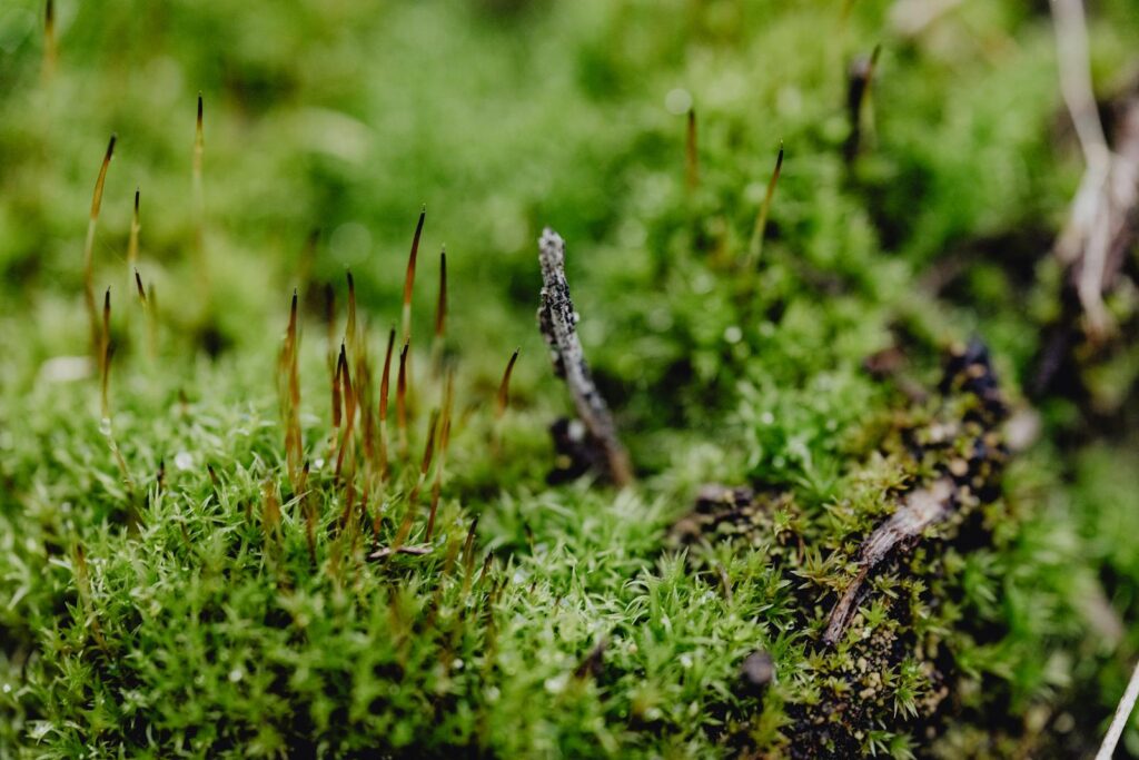 Close-up of Moss