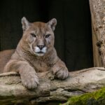 From Cage to Cuddles: How a Kind Couple Transformed Macy the Cougar’s Life