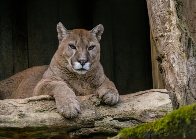 From Cage to Cuddles: How a Kind Couple Transformed Macy the Cougar’s Life