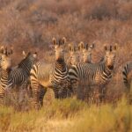 A Walk on the Wild Side: Trekking from South Africa to Argentina