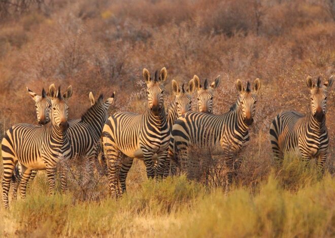 A Walk on the Wild Side: Trekking from South Africa to Argentina