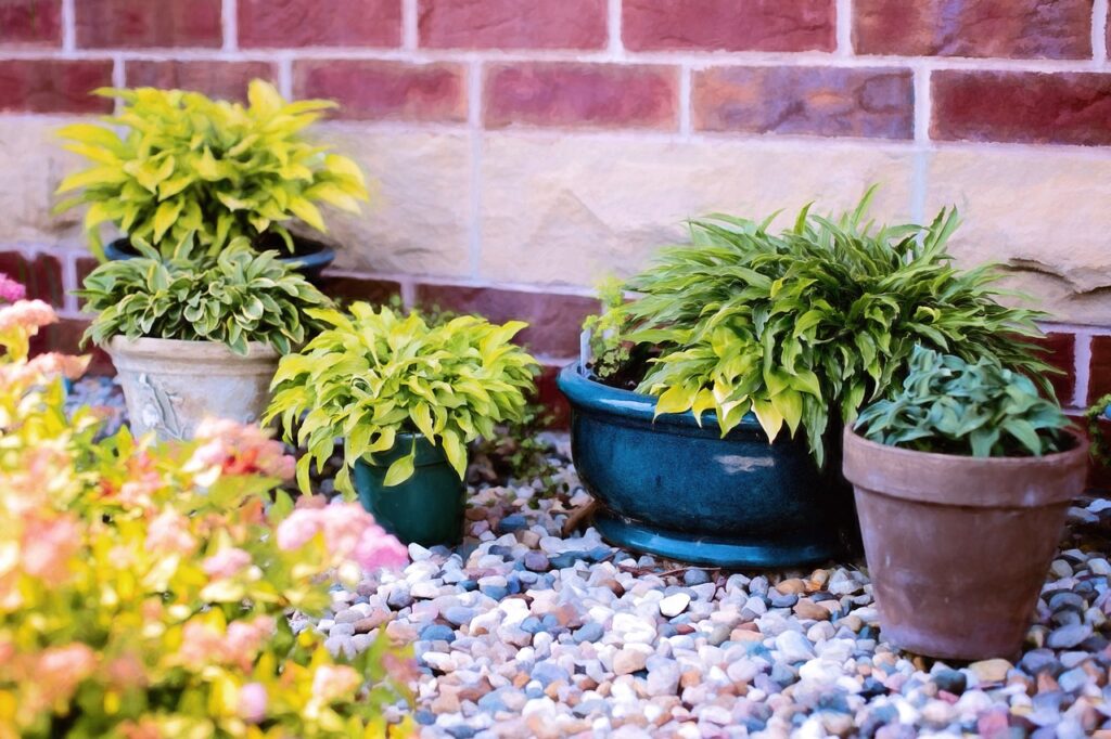 plants in pots, summer, green