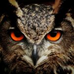 Unraveling the Mystery of Owl Pellets: Nature’s Hairballs Explained