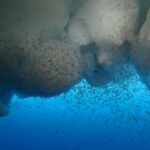 Antarctica’s Hidden Treasure: The Billion-Ton Krill Reservoir