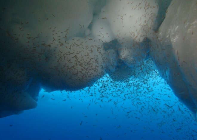 Antarctica’s Hidden Treasure: The Billion-Ton Krill Reservoir