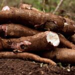 Cassava: The Dual Nature of a Starch Staple and a Silent Threat