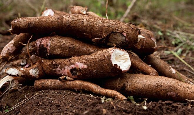 Cassava: The Dual Nature of a Starch Staple and a Silent Threat