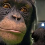 Chimpanzee Memory Tests: Unraveling the Secrets of Primate Intelligence