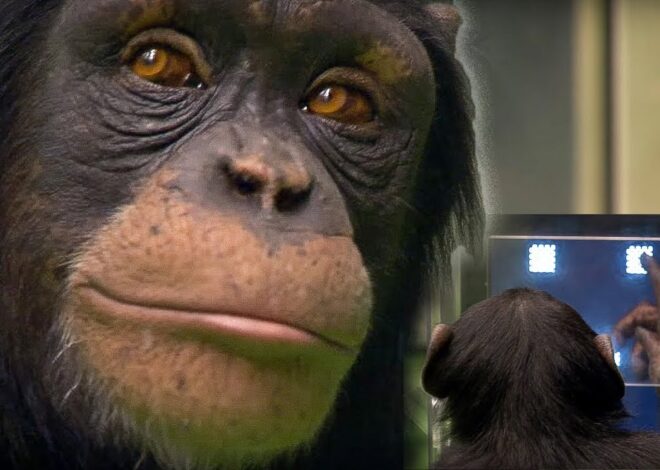 Chimpanzee Memory Tests: Unraveling the Secrets of Primate Intelligence