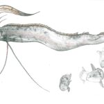 The Oarfish: Harbingers of Earthquakes or Just Myths?