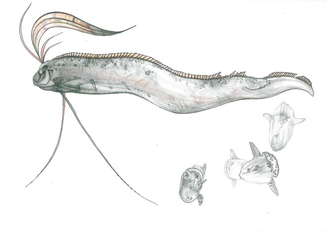 The Oarfish: Harbingers of Earthquakes or Just Myths?