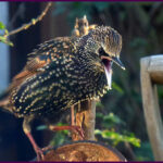 The Pink Starlings’ Mission: Nature’s Army Against Locusts in Xinjiang