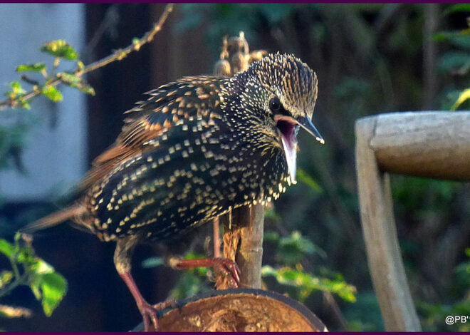 The Pink Starlings’ Mission: Nature’s Army Against Locusts in Xinjiang