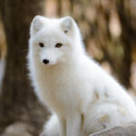 The Shedding Secrets of the Arctic Fox: From Snow White to Summer Brown