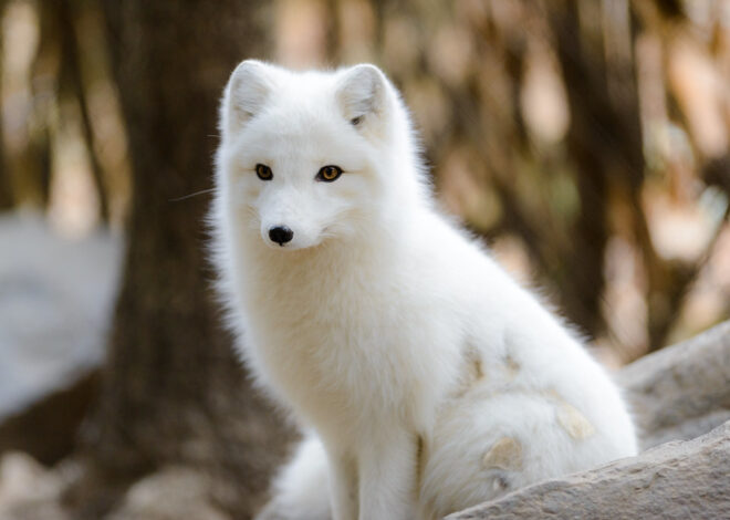 The Shedding Secrets of the Arctic Fox: From Snow White to Summer Brown