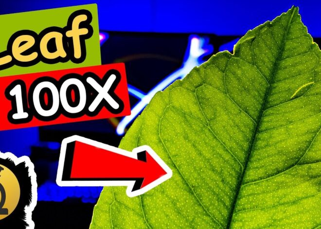 Exploring the Microscopic Universe: What Happens When You Magnify a Leaf 100 Million Times?