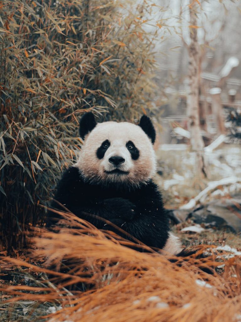 Panda Cubs