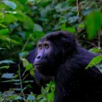 Unraveling the Mystery of Gorilla’s Human-Like Fingers: Evolution or Mutation?