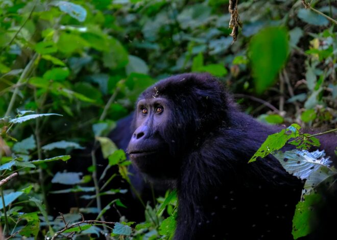 Unraveling the Mystery of Gorilla’s Human-Like Fingers: Evolution or Mutation?