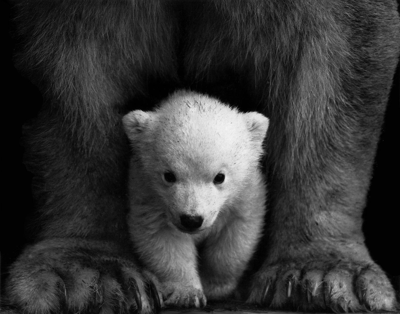 Polar Bear Cub