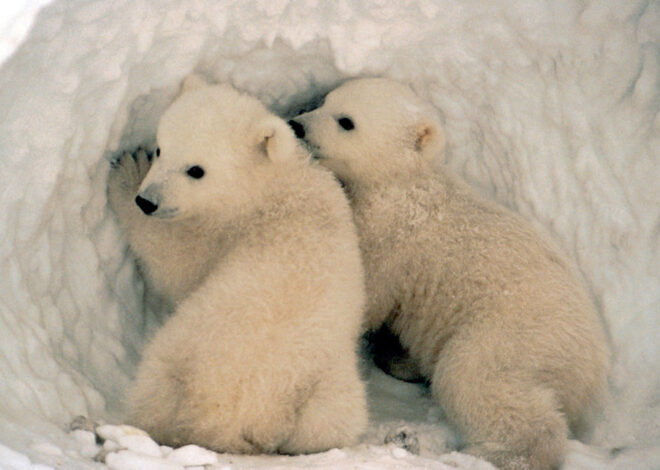 Adorable Animal Cubs That Will Melt Your Heart