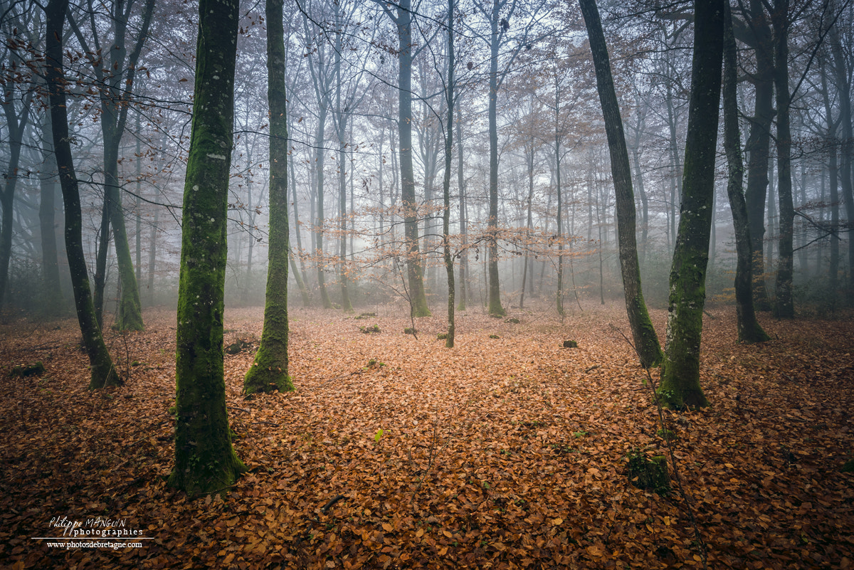 enchanted forest of brocéliande, france forest